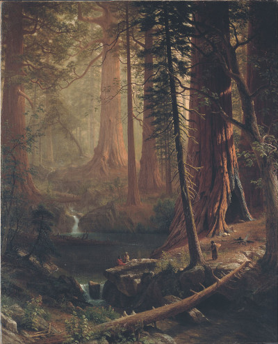 Giant Redwood Trees of California Albert Bierstadt